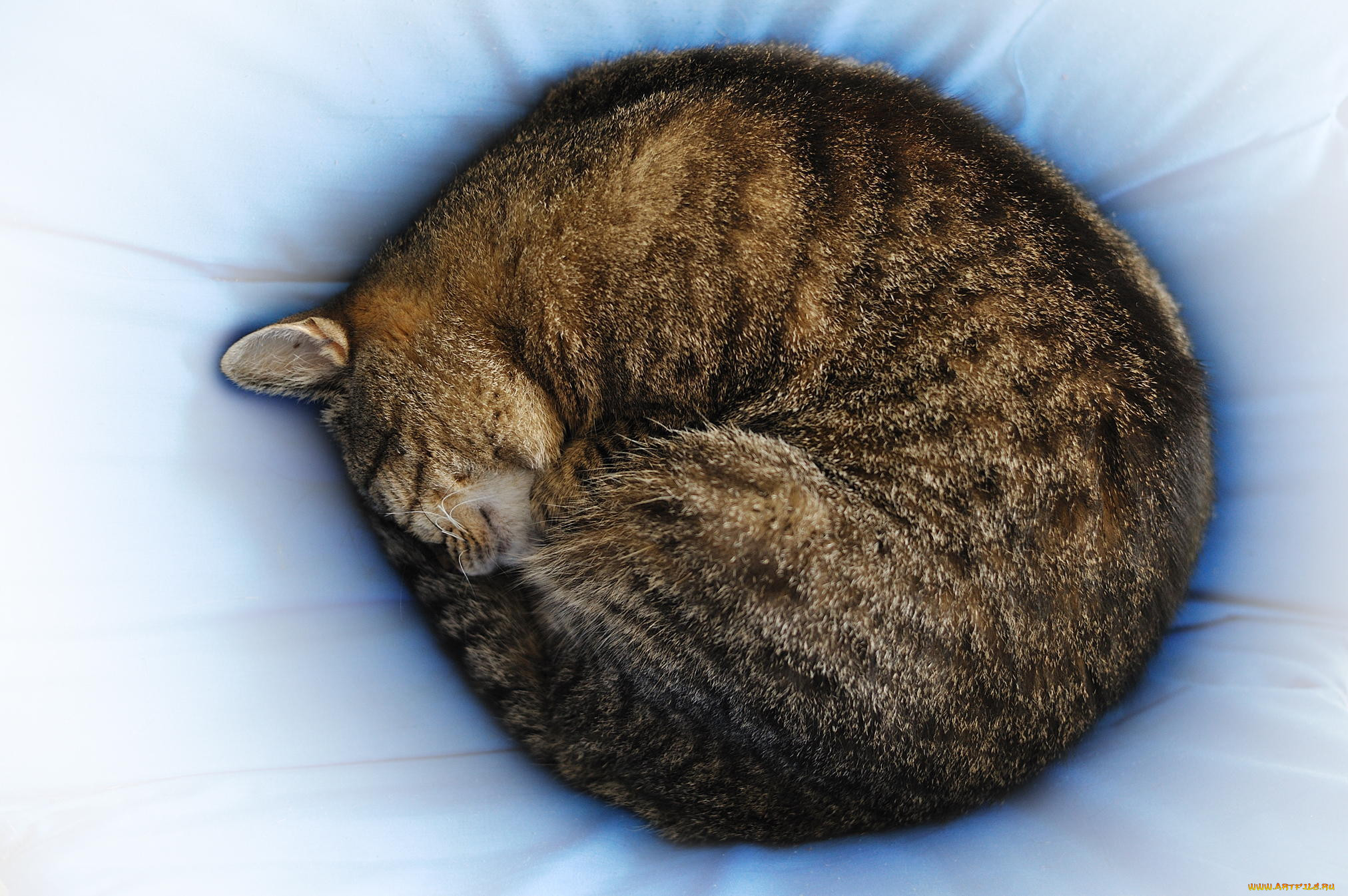 Почему животные спят свернувшись в клубок. Кошка свернулась клубком. Спящие котики.